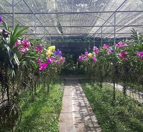 חוות הסחלבים Bai Orchid and Butterfly Farm