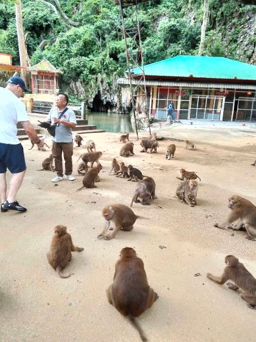 Wat Tham Pla monkeys