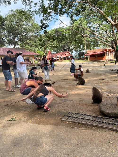wat tham pla monkies4