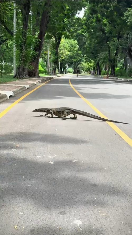 פארק לומפיני, לטאת קומודו